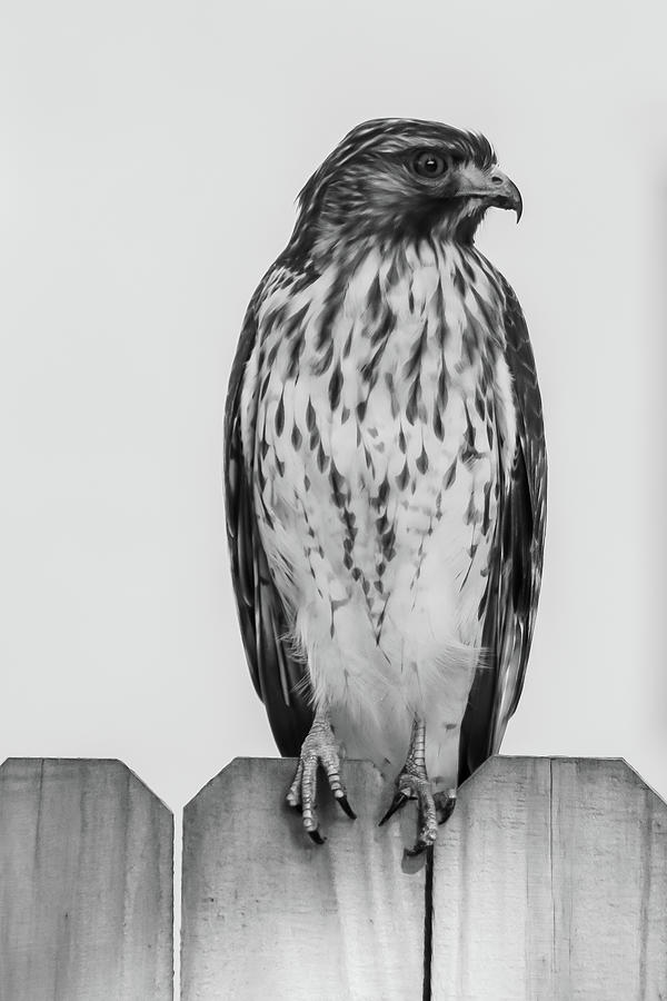 Hawk Photograph by Rick Redman