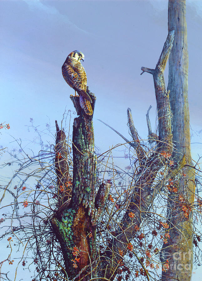 Hawk Painting by Scott Zoellick