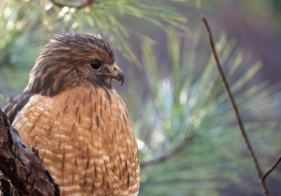 Hawk Side Profile Photograph by Rick Nelson
