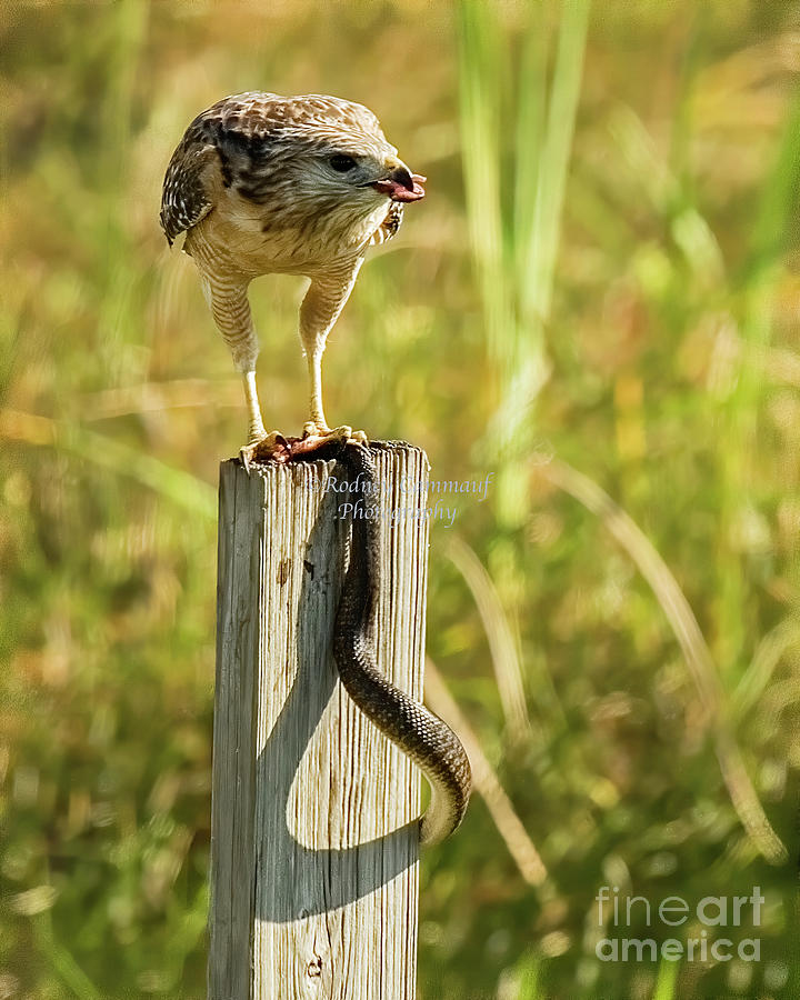 Hawk snacking on a snake Photograph by Rodney Cammauf