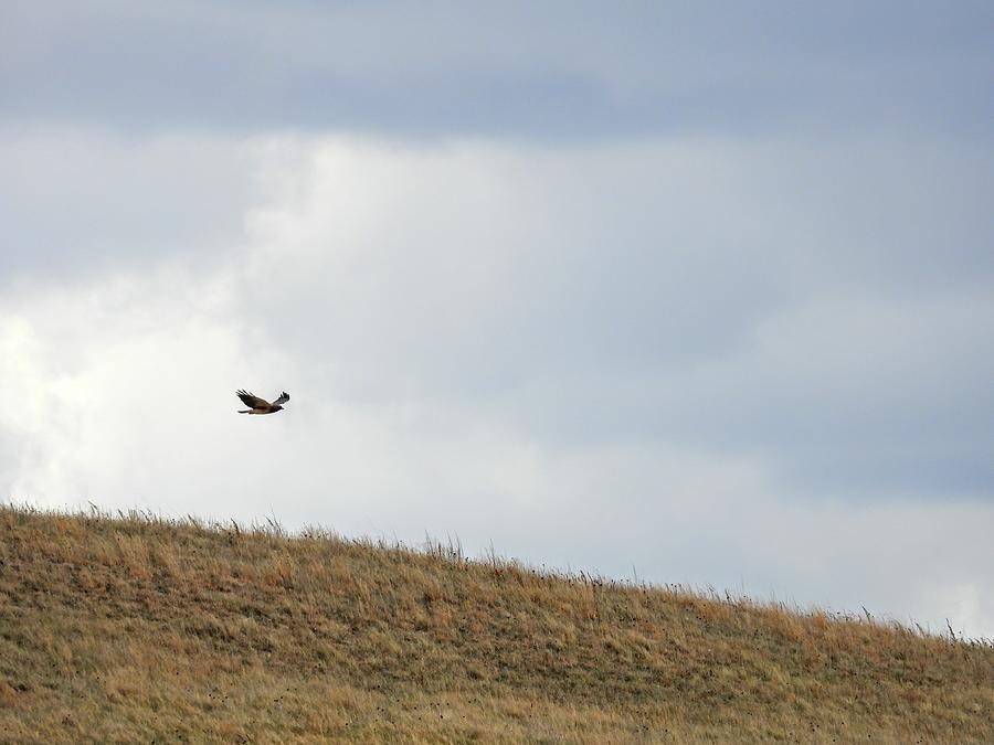 Hawk Soaring Low Photograph by Amanda R Wright