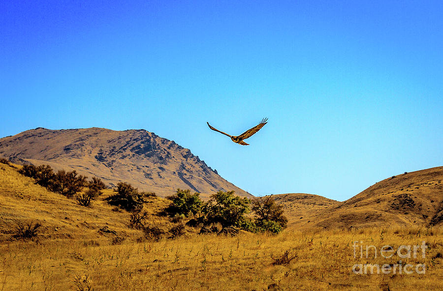 Hawk Soaring Next To Squaw Butte Photograph by Robert Bales