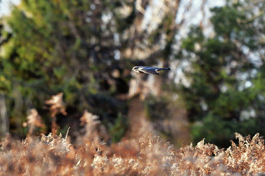 Coopers Hawk speed Photograph by Asbed Iskedjian