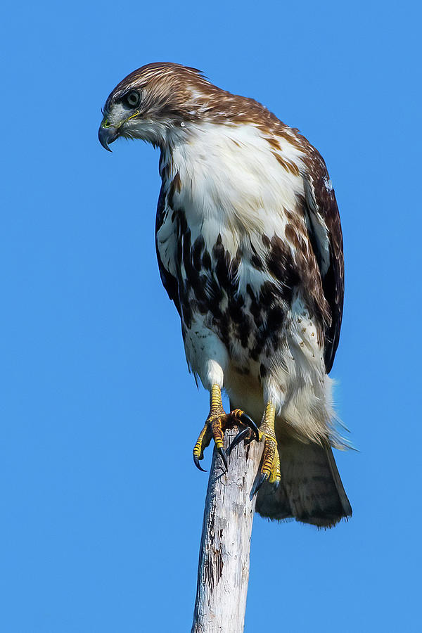 Hawk Stare Down Photograph by Stan Lewis | Pixels