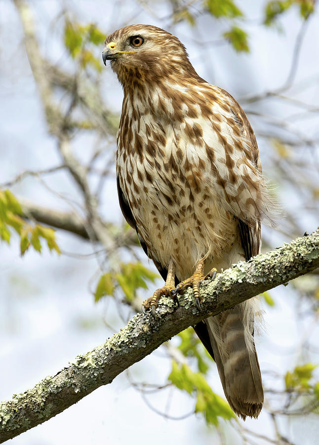 Hawk Surveyor Photograph by Art Cole