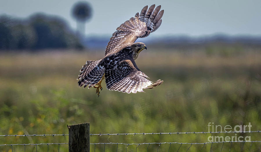 Hawk Take-Off Photograph by Tom Claud