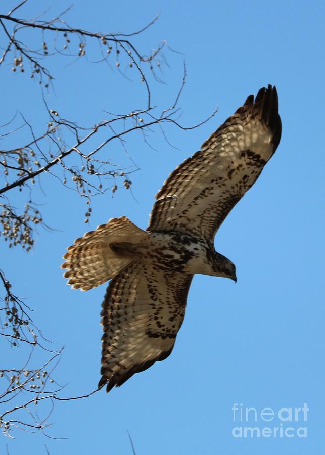 Hawk Takes Flight Photograph by Carol Groenen