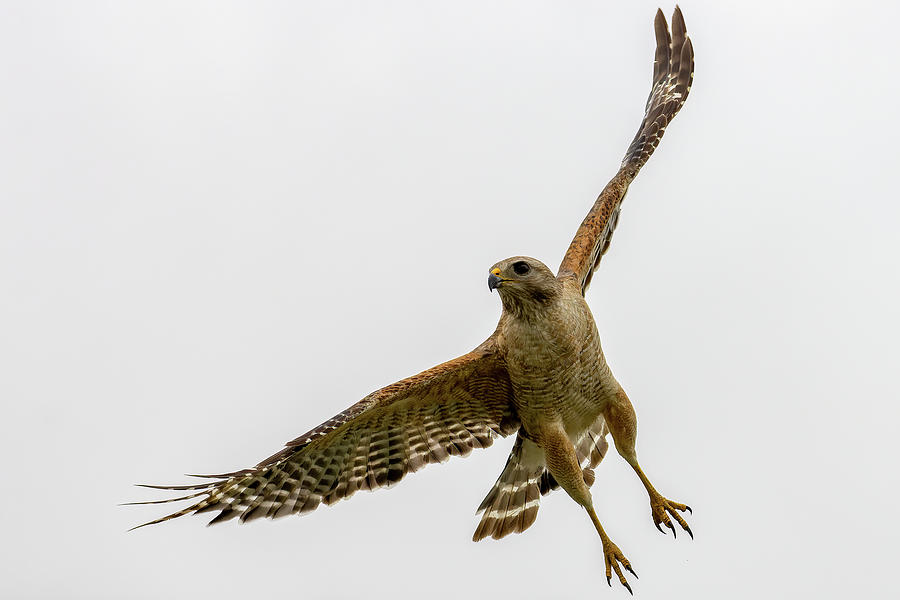 Hawk takes flight Photograph by RD Allen