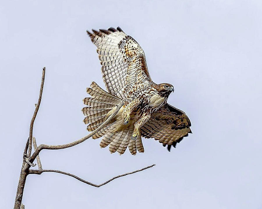 Hawk Taking Flight Photograph by Mike Mendoza - Fine Art America