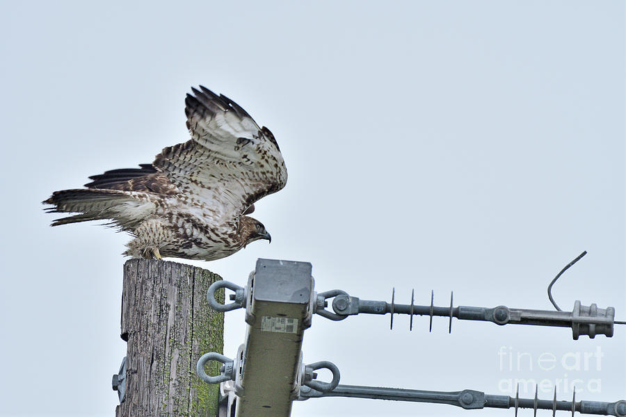 Hawk Taking Off Photograph by Amazing Action Photography - Fine Art America