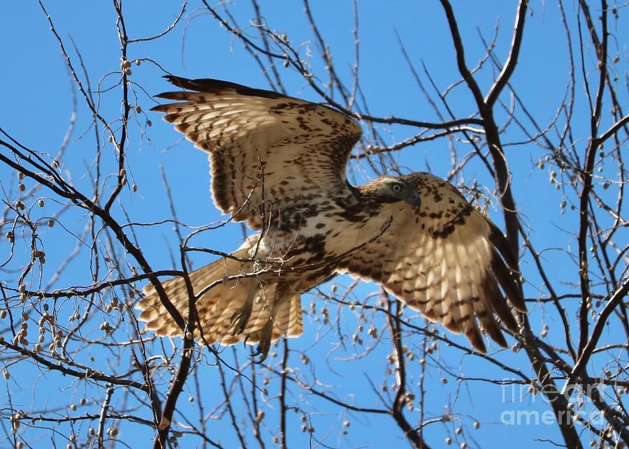 Hawk through Branches Photograph by Carol Groenen