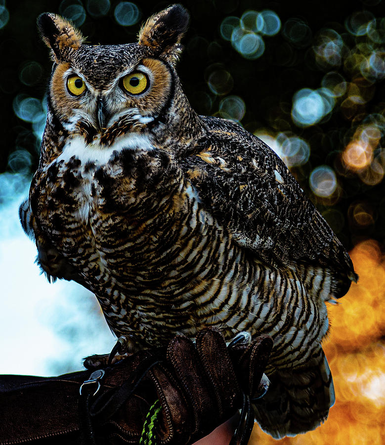Hawk Watch Owl 1 Photograph by Phyllis Spoor
