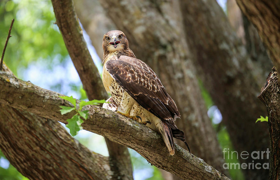Hawk Watching Photograph by Lynn Sprowl