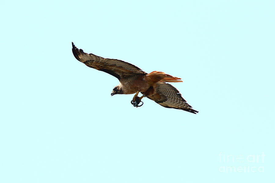 Hawk with a Snake -1 Photograph by Tony Lee