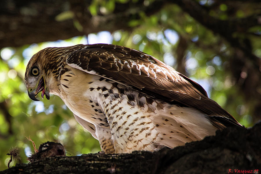 Red-Tail Hawk With Prey Photograph by Rene Vasquez
