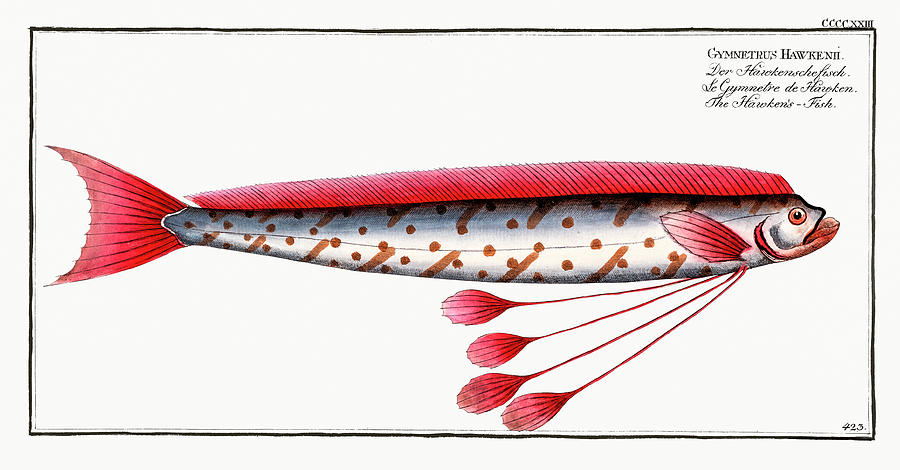Hawkens Fish. Red Oar Fish Mixed Media by World Art Collective