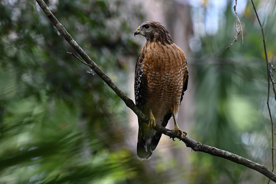 Hawkeye Photograph by Lisa Thomas-DuFresne - Fine Art America