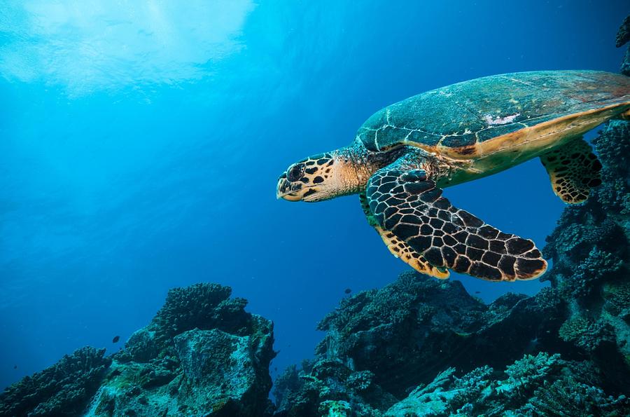 Hawksbill Sea Turtle in Indian ocean Photograph by Blagovest Blagoev ...