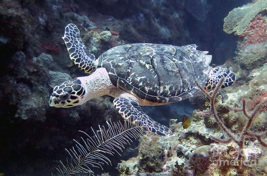 Hawksbill Turtle 27  Photograph by Daryl Duda