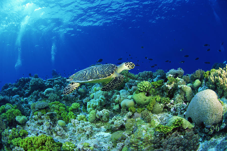 Hawksbill turtle in ocean Photograph by Comstock Images