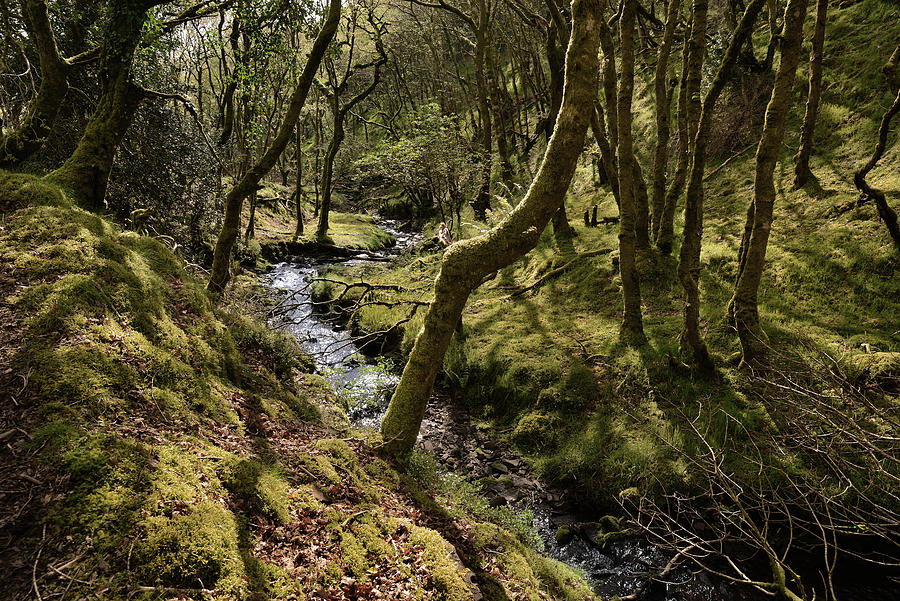 Hawkscombe Steam, Mossy Oak Forrest Photograph by Jonathan Newman ...