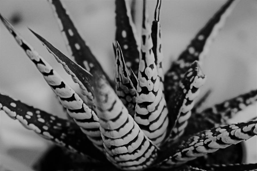 Haworthia Faciata Cacti Art Photograph