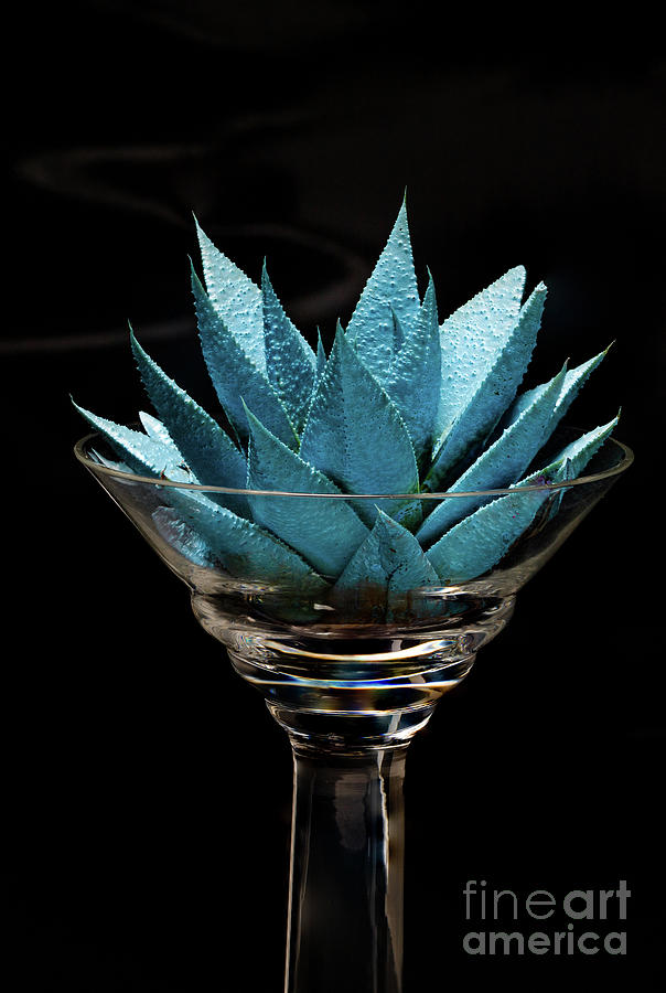 Haworthia in Martini Glass Photograph by Cindy Shebley