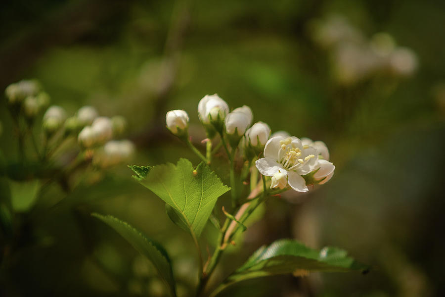 Hawthorn Buds and Blossoms Photograph by Joni Eskridge