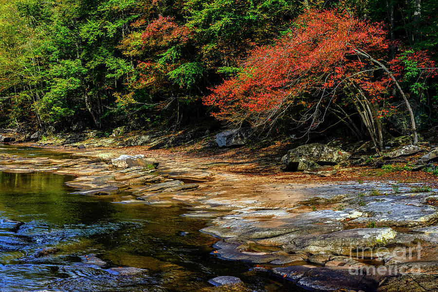 Hawthorn in Fall Color Photograph by Thomas R Fletcher - Fine Art America