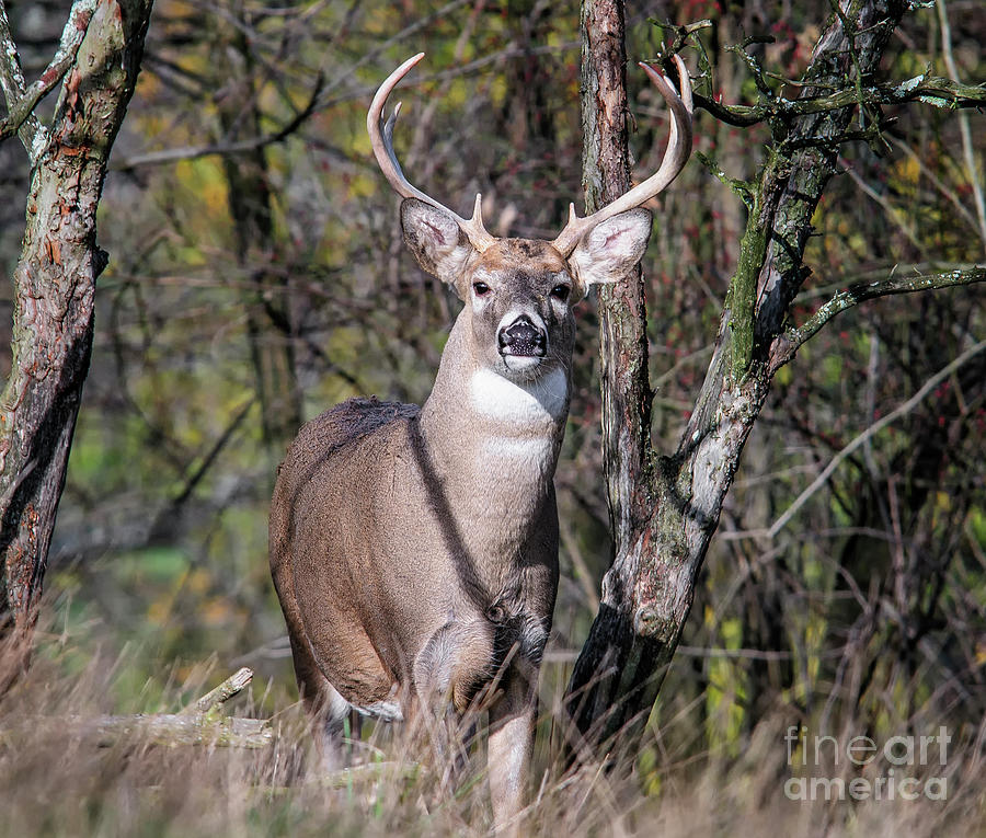 Deer Photograph - Hawthorn Thicket Buck by Timothy Flanigan