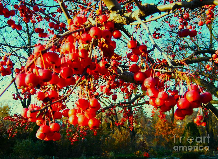 Berries Photograph - Hawthorn Tree Berries     Winter     Indiana by Rory Cubel