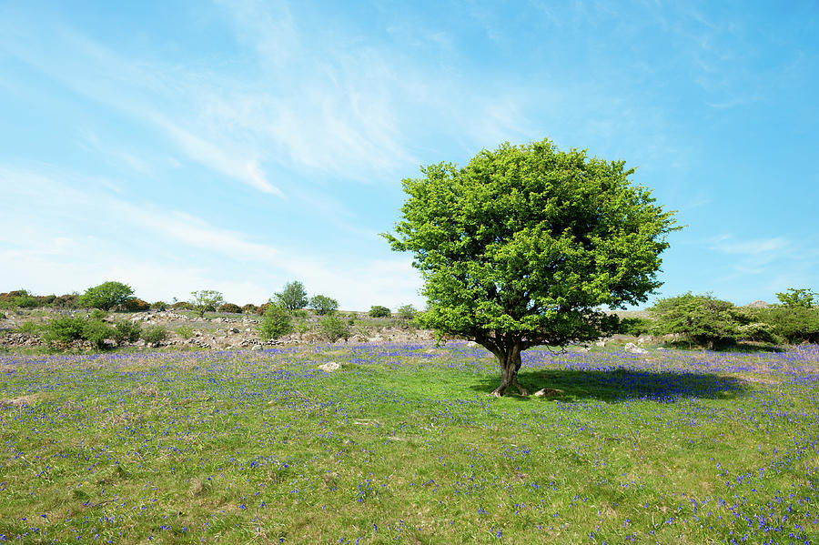 Hawthorn Tree with Bluebells Photograph by Helen Jackson