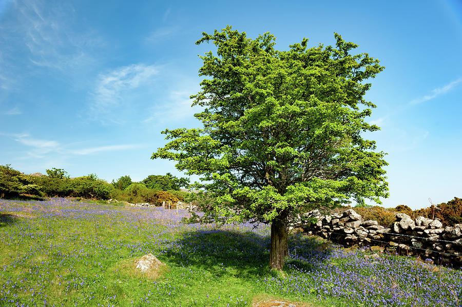 Hawthorn Tree with Bluebells iii Photograph by Helen Jackson