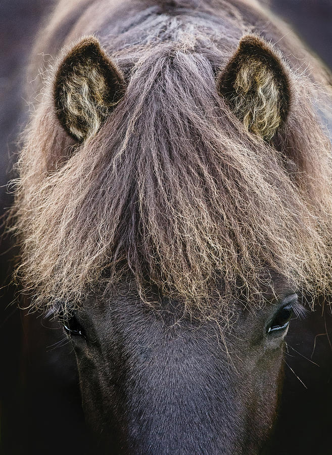 Hawthorne - Horse art Photograph by Lisa Saint