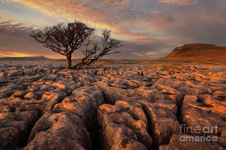 Hawthorne tree at sunset, White Scars, Ingleborough, Yorkshire Dales National Park, England Photograph by Neale And Judith Clark