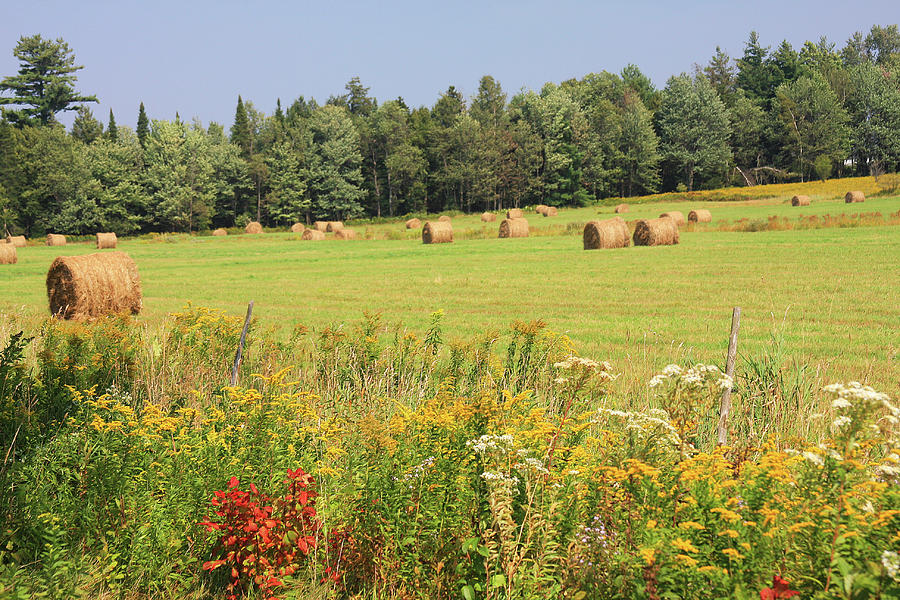 Hay bales and wild flowers Photograph by Tatiana Travelways