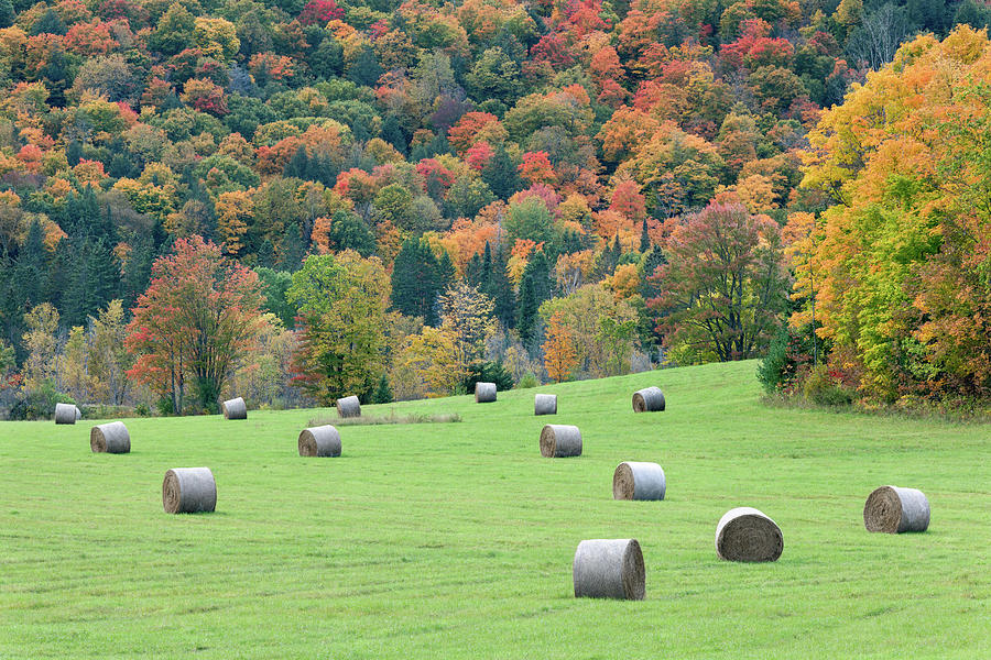 Hay Bales and Fall Foliage in Chelsea Photograph by Michael Russell