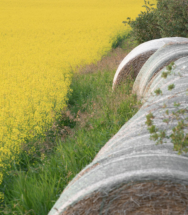 Summer Photograph - Hay Bales And Rapeseed by Phil And Karen Rispin