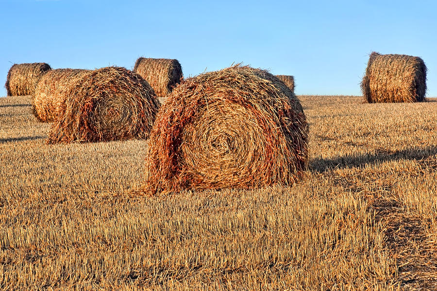 Hay Bales - Harvest Photograph by Nikolyn McDonald