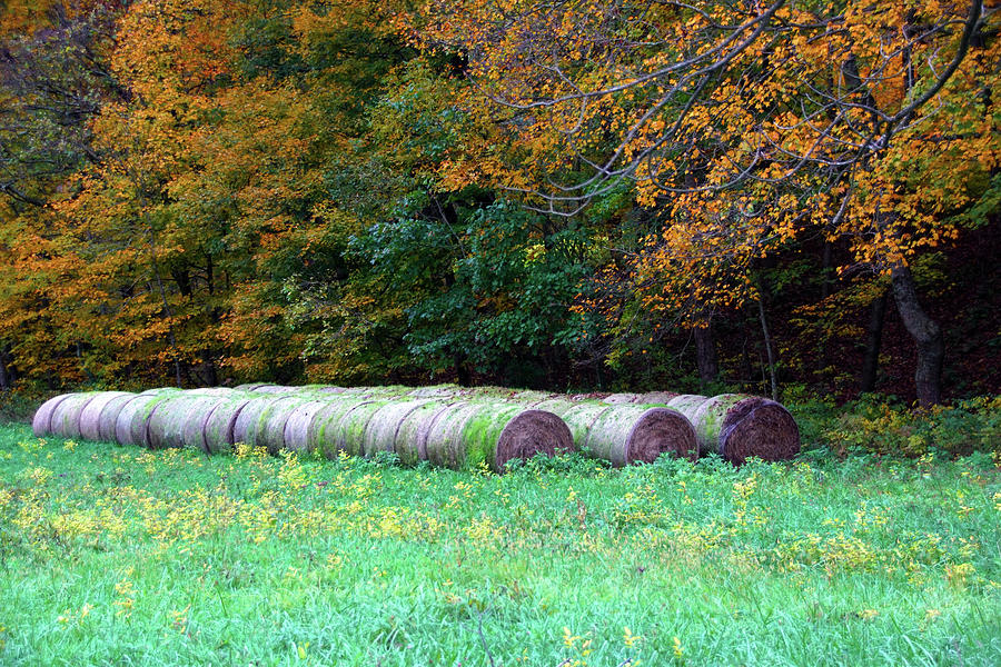Hay Bales Near the Trees Photograph by Mike Murdock