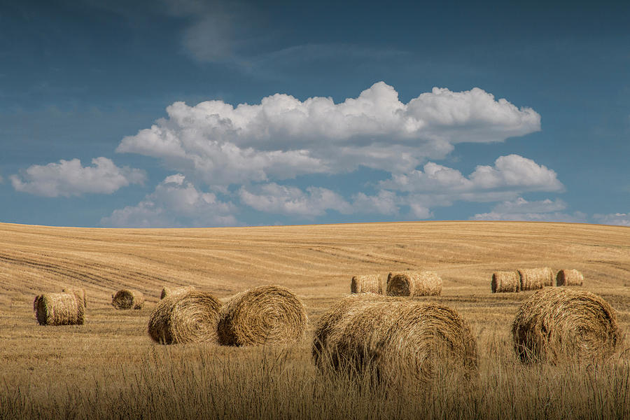 Hay Bales of Straw during Summer in a Harvest Field Photograph by Randall Nyhof