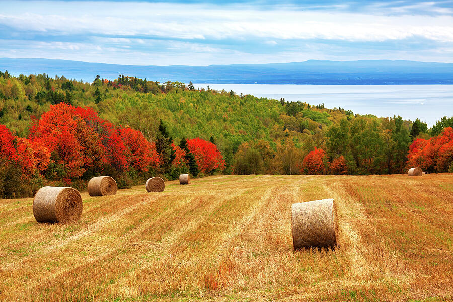 Hay bales on St. Lawrence River, Quebec Photograph by Tatiana Travelways