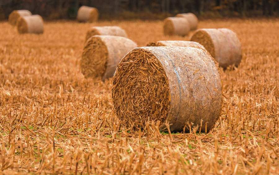Hay Bales On The Farm Photograph by Dan Sproul