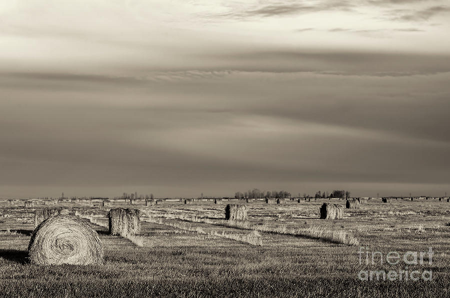 Hay Bales On The Farmland. B/w Photograph