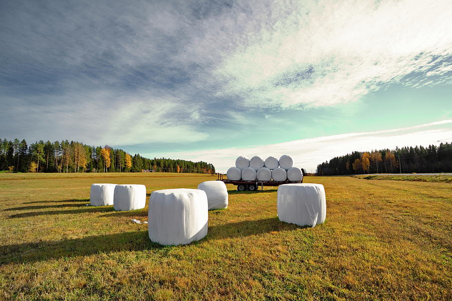 Hay bales wrapped in plastic are lying on a stubble field in late summer Photograph by Ulrich Kunst And Bettina Scheidulin