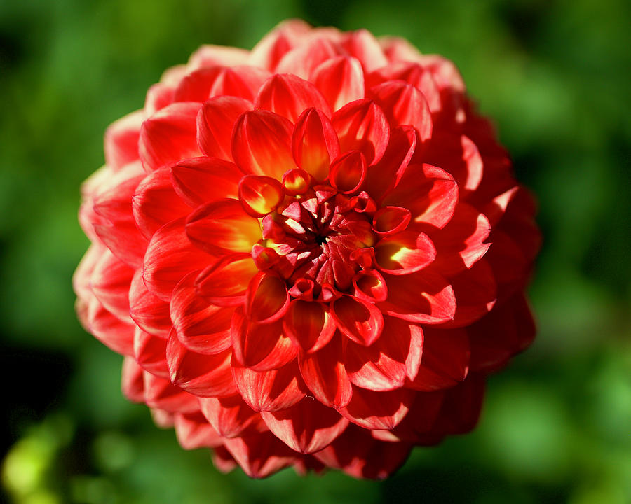 Hay Day Dahlia II Photograph by Todd Kreuter