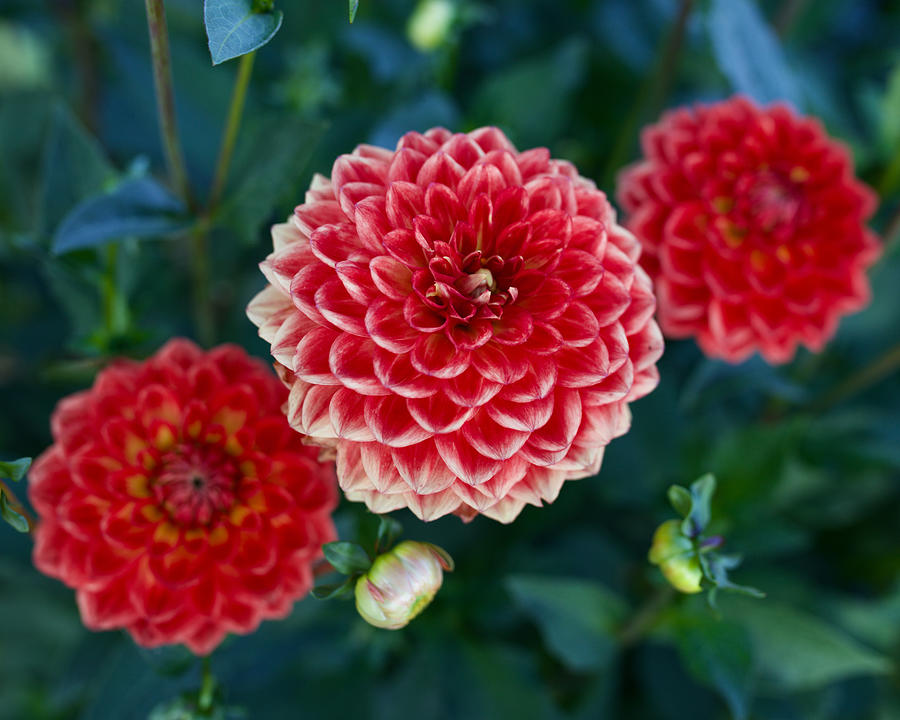 Hay Day Dahlia Photograph by Todd Kreuter