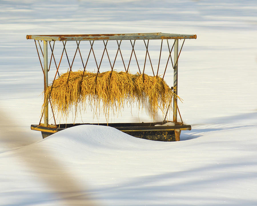 Hay Feeder in Snow Photograph by Tana Reiff