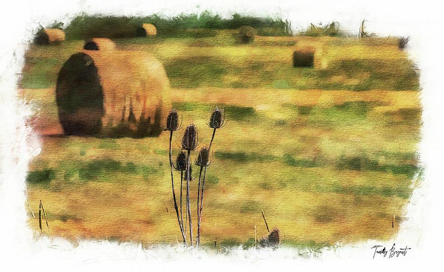 Hay Field Summers III w/ Dream Vignette Border Photograph by Tammy Bryant