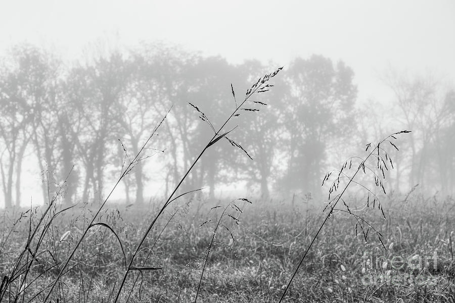 Hay Foggy Kind Of Morning Grayscale Photograph by Jennifer White
